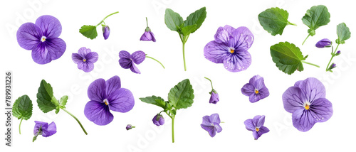 Set of buds, flowers, leaves and purple violet flowers isolated on transparent background. cut flower elements, garden themed designs. Top view high quality PNG.