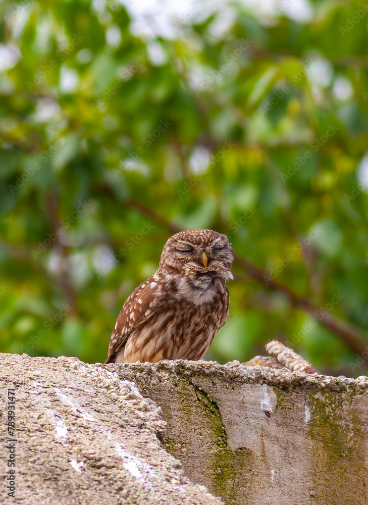 owl in its natural environment, Little Owl, Athene noctua owl in its natural environment, Little Owl, Athene noctua