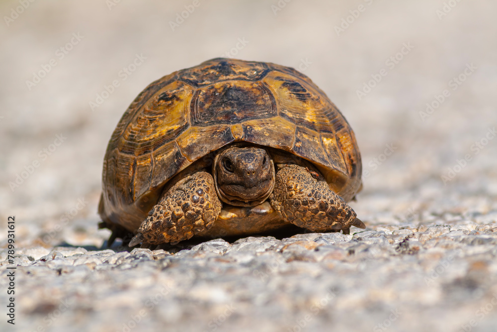A large turtle in its natural habitat, Turkey A large turtle in its natural habitat, Turkey