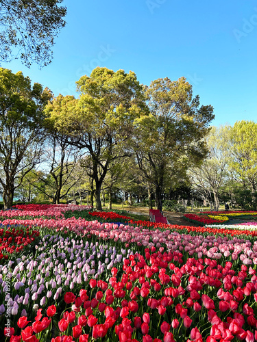 Wallpaper Mural 青空とカラフルなチューリップ畑 Torontodigital.ca