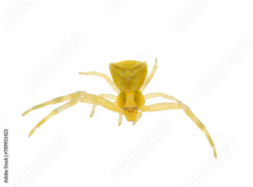 Crab spider isolated on white background, Thomisus onustus