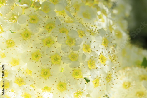 日本の春に咲くコデマリ