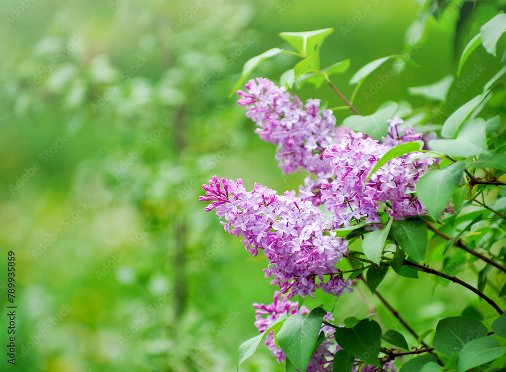 Lilac blossoming branches, Selective focus Lilac blossoming branches, Selective focus