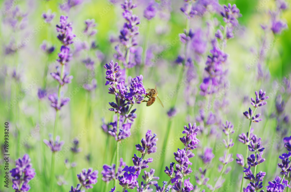 Obraz premium Selective focus on the lavender flower in the flower garden - lavender flowers lit by sunlight.