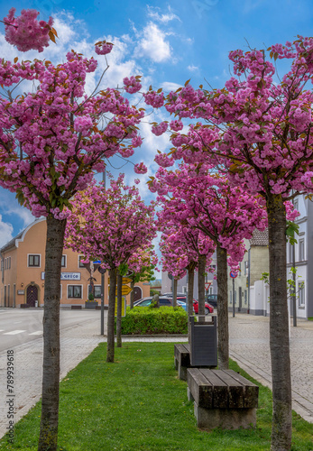 Blühende Bäume im Frühling in Pilsting, Niederbayern, Bayern, Deutschland