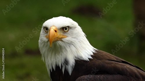 bald eagle