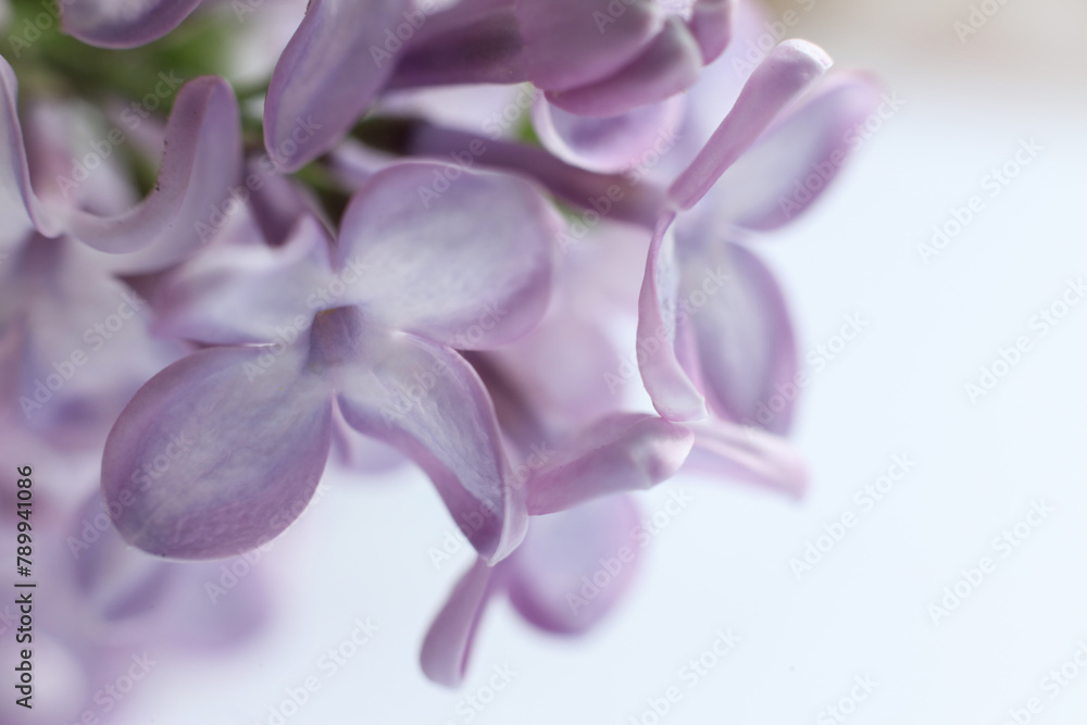 Fototapeta premium Beautiful lilac flowers on white background. macro 