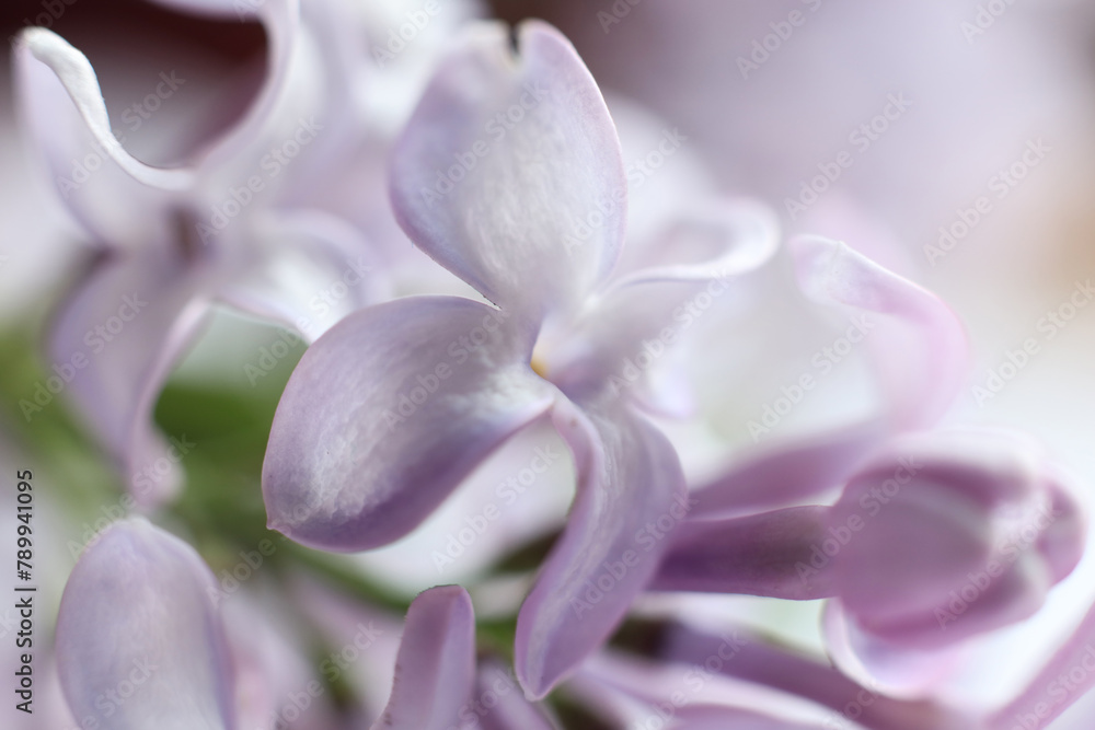 macro photo of lilacs, shallow depth of field macro photo of lilacs, shallow depth of field