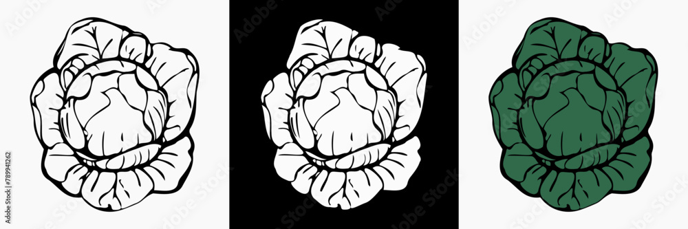 Cabbage vegetable vector silhouette, vegan illustration. Cabbage vegetable vector silhouette, vegan illustration.