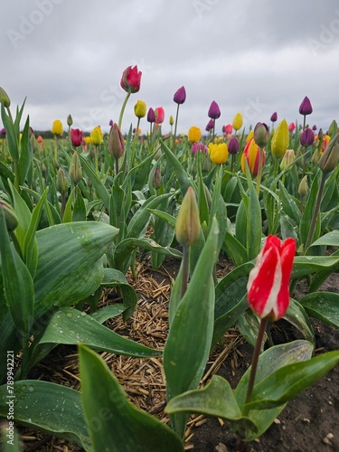 The beautiful and colorful tulip fields