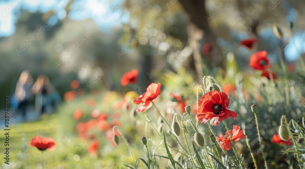 Fototapeta premium Blooming poppy flower in spring and a happy couple walking in the countryside in the background. A sunny and cool spring morning