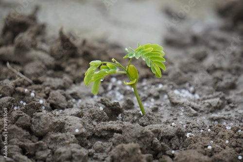 Mineral fertilizer. Young seedling growing in soil, closeup . Fertilizing soil with growing young sprout outdoors, selective focus. High Quality Photo  photo