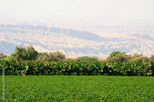 Agricultura en el Mar Muerto, Jordania