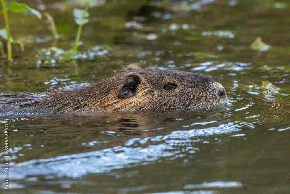 Coypu (Myocastor coypus) swimming in a river. Coypu (Myocastor coypus) swimming in a river.