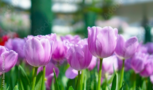 Wallpaper Mural purple tulips in the garden Torontodigital.ca