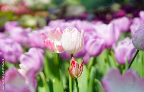 pink and purple tulips in the garden