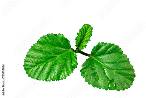 Wild plant leaves (ID: 789955026)