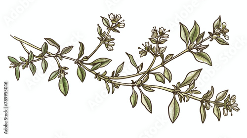 Thyme flowers or inflorescences isolated on white background photo