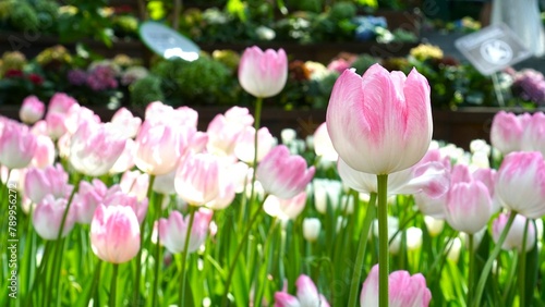 pink tulips in spring