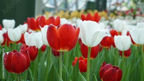 red and white tulips in the gardent