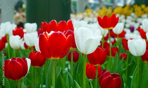 red and white tulips in the garden