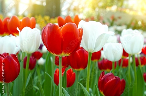 red and white tulips in the garden background