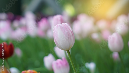 pink and white tulips in the gardent background