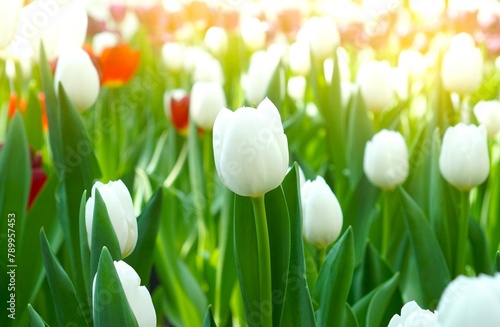 tulips on green grass background