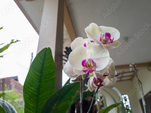 White and red moon orchid plants are used as decoration in front of the house