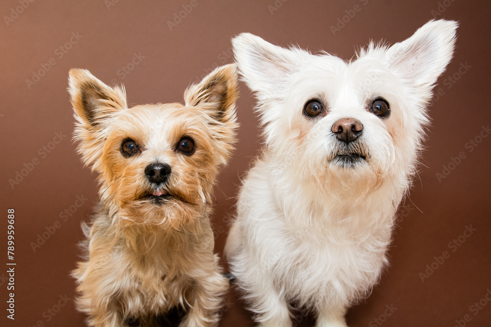 Hunde Hunde