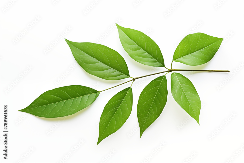 Green leaves isolated on white background, design for card