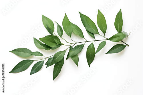 Green leaves isolated on white background, design for card