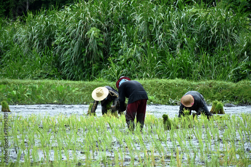 Farmers help plant rice seedlings during rice farming season. Rice saplings in the hands of group of farmers helping to plant them in fields filled with water, waiting for harvest time.
