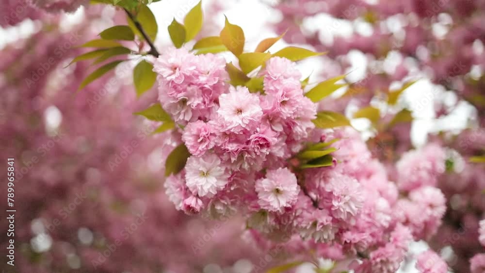 Selective focus of beautiful branches of pink Cherry blossoms on the tree under blue sky, Beautiful Sakura flowers during spring season in the park, Flora pattern texture, Nature floral background Selective focus of beautiful branches of pink Cherry blossoms on the tree under blue sky, Beautiful Sakura flowers during spring season in the park, Flora pattern texture, Nature floral background