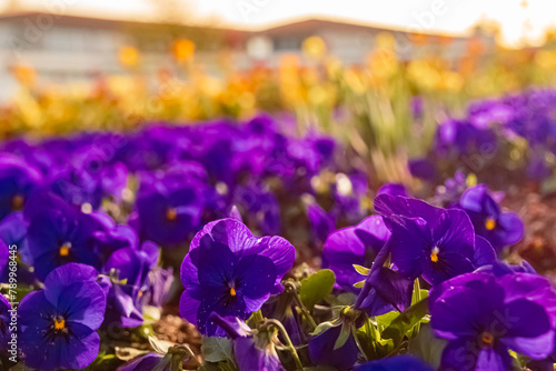 Beautiful flowers on a sunny day in spring at Therme Bad Griesbach im Rottal, Passau, Bavaria, Germany photo