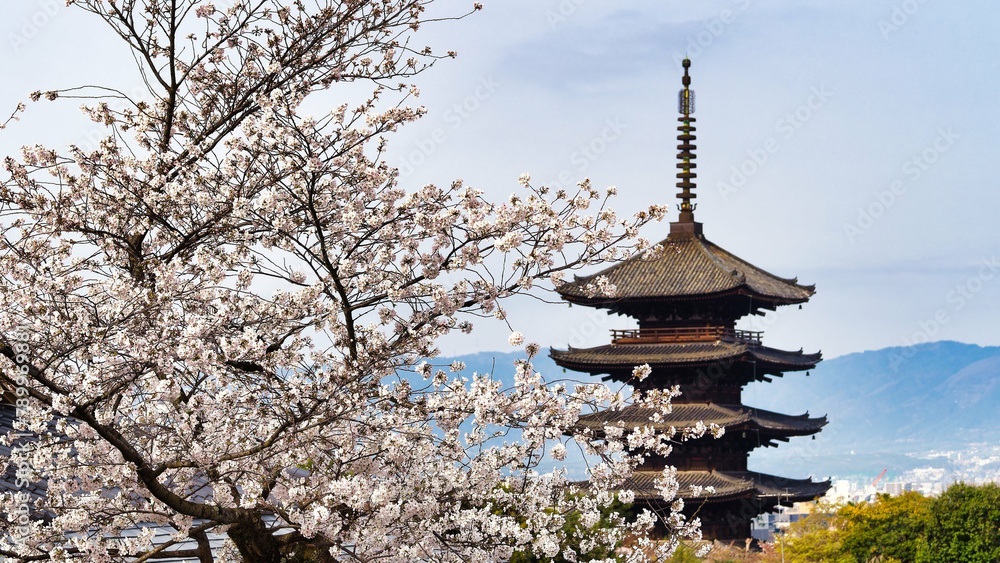 五重塔と桜 五重塔と桜