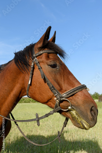 The head of a brown horse. Horses in a leather bridle.