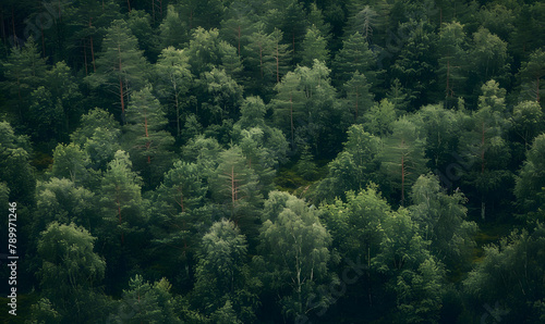 Drone view of green forest with trees and bushes growing in countryside, Generative AI