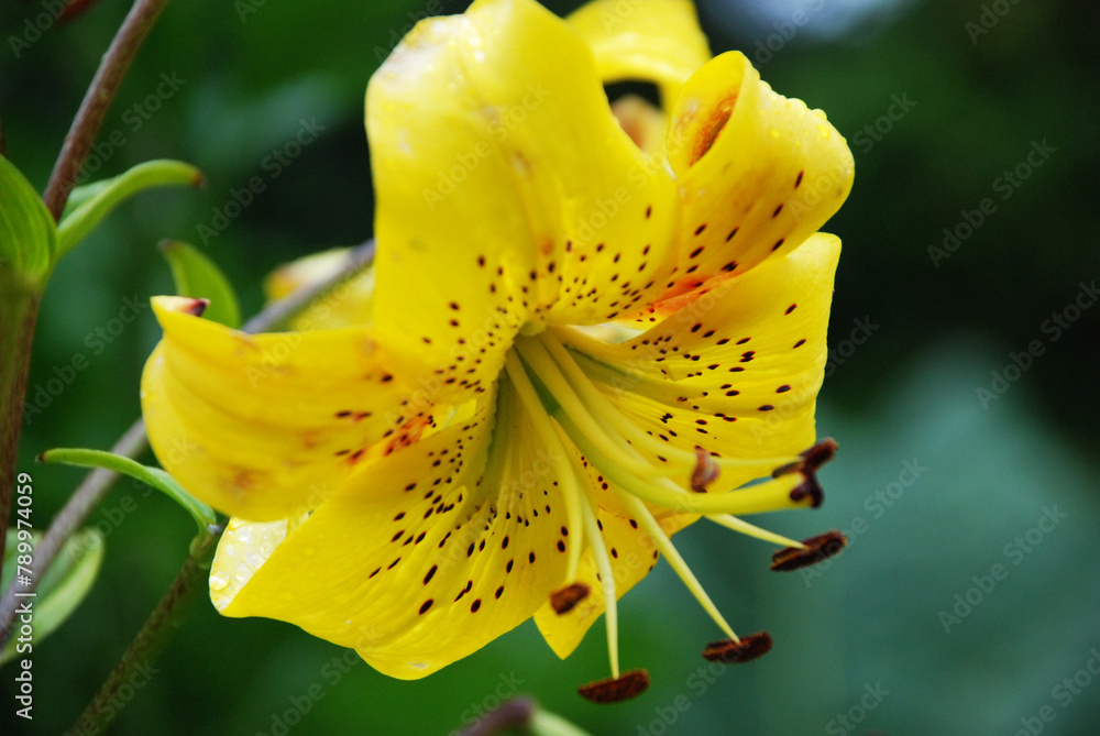closeup of a yellow tiger lily with vibrant color and dark spots closeup of a yellow tiger lily with vibrant color and dark spots