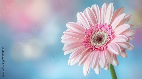   A tight shot of a pink bloom against a blue-pink backdrop, featuring a softly blurred sky