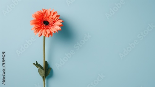  Orange flower on blue backdrop with green stem and solitary bloom