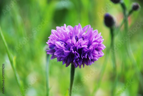 closeup of a purple violet chives flower with a fresh blurry green background