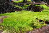 closeup of a large patch of fresh green seaweed on the shore