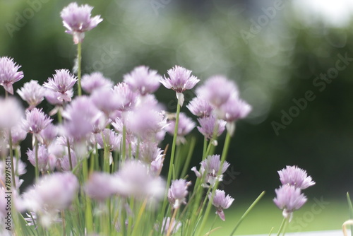 Bloomy like a flower