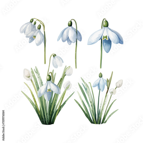 Watercolor snowdrop flower set. Vector illustration design