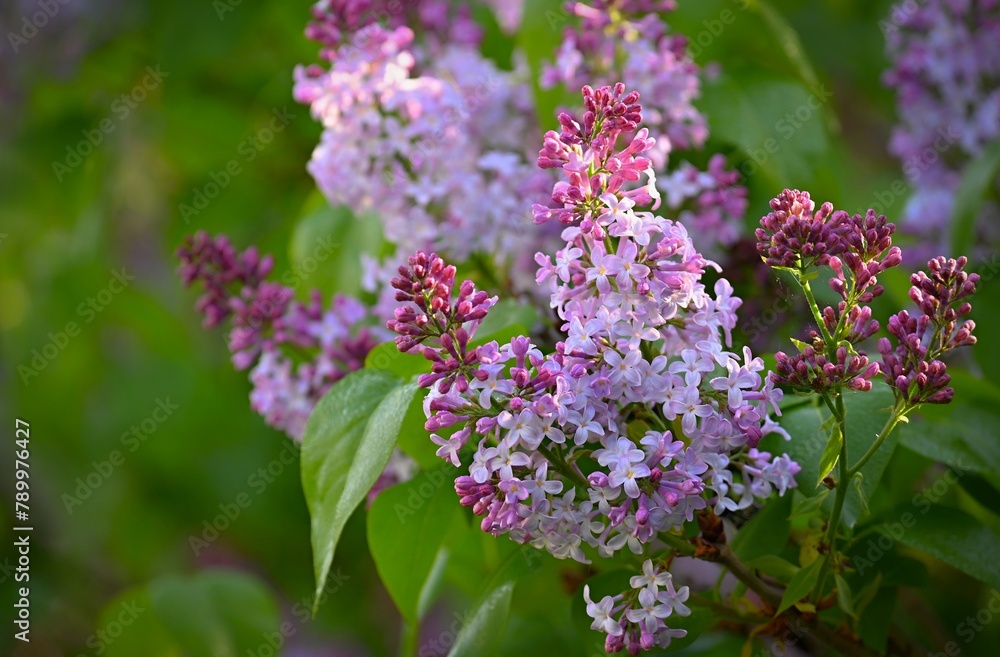 Beautiful blooming spring shrub. Purple lilac. (Syringa) Blurred natural green background. Beautiful blooming spring shrub. Purple lilac. (Syringa) Blurred natural green background.