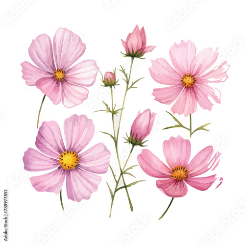 a collection of soft pink watercolor cosmos flowers isolated on a transparent background