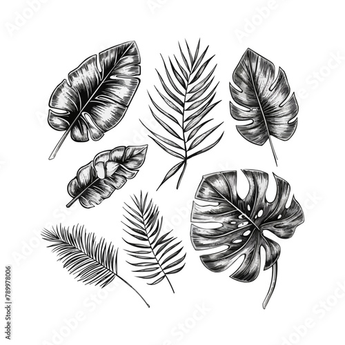 Abstract set of tropical leaves isolated on white background. Hand drawn illustration collection