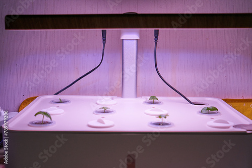 Basil sprouts growing in hydroponics machine
