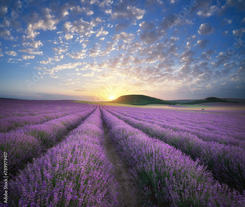 Sunset on meadow of lavender